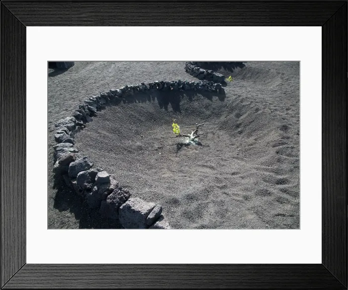 Framed Print : Grape vines growing in black volcanic pits in La Geria, Lanzarote, Canary Islands, Spain, Atlantic, Europe Framed Print : Grape vines growing in black volcanic pits in La Geria, Lanzarote, Canary Islands, Spain, Atlantic, Europe