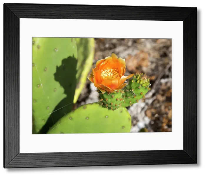 Framed Print : Flower of opuntia ficus-indica (prickly pear) cactus crop for cochineal production, Mala, Lanzarote, Canary Islands, Spain, Atlantic, Europe Framed Print : Flower of opuntia ficus-indica (prickly pear) cactus crop for cochineal production, Mala, Lanzarote, Canary Islands, Spain, Atlantic, Europe