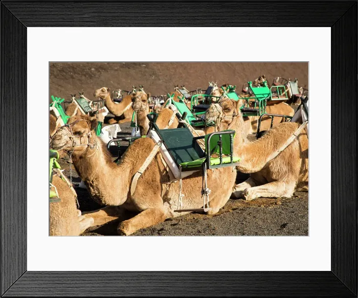 Framed Print : Camels in Parque Nacional de Timanfaya, Echadero de los Camellos, national park, Lanzarote, Canary Islands, Spain, Atlantic, Europe Framed Print : Camels in Parque Nacional de Timanfaya, Echadero de los Camellos, national park, Lanzarote, Canary Islands, Spain, Atlantic, Europe