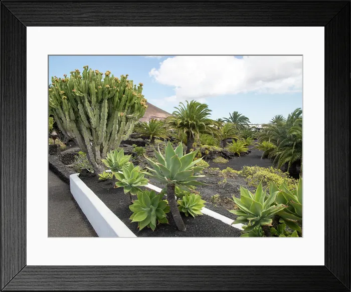 Framed Print : Cactus plants in garden at Fundacion Cesar Manrique, Taro de Tahiche, Lanzarote, Canary islands, Spain, Atlantic, Europe Framed Print : Cactus plants in garden at Fundacion Cesar Manrique, Taro de Tahiche, Lanzarote, Canary islands, Spain, Atlantic, Europe