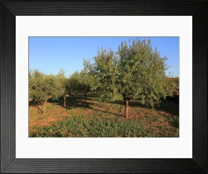 Framed Print : Almond trees orchard blue sky Lliber, Marina Alta, Alicante province, Spain, Europe Framed Print : Almond trees orchard blue sky Lliber, Marina Alta, Alicante province, Spain, Europe