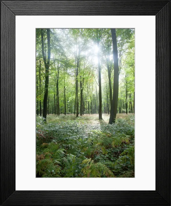 Framed Print : Beech trees in early autumn, Savernake Forest, near Marlborough, Wiltshire, England, United Kingdom, Europe Framed Print : Beech trees in early autumn, Savernake Forest, near Marlborough, Wiltshire, England, United Kingdom, Europe