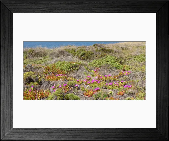 Framed Print : Vegetation along Rota Vicentina (Fishermen's Trail), long distance coast path, Odeciexe, Algarve, Portugal, Europe Framed Print : Vegetation along Rota Vicentina (Fishermen's Trail), long distance coast path, Odeciexe, Algarve, Portugal, Europe