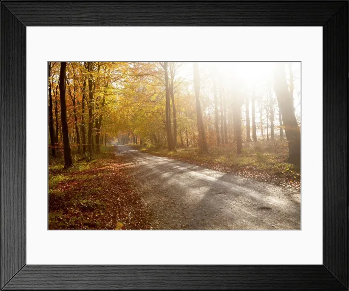 Framed Print : Orange brown beech tree with autumn leaves, Savernake Forest, Wiltshire, England, United Kingdom, Europe Framed Print : Orange brown beech tree with autumn leaves, Savernake Forest, Wiltshire, England, United Kingdom, Europe