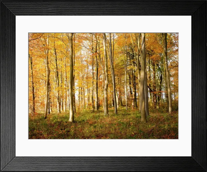 Framed Print : Orange brown beech tree with autumn leaves, Savernake Forest, Wiltshire, England, United Kingdom, Europe Framed Print : Orange brown beech tree with autumn leaves, Savernake Forest, Wiltshire, England, United Kingdom, Europe