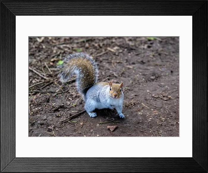 Framed Print : Curious grey squirrel standing on a dirt ground with a blurred natural background, United Kingdom, Europe Framed Print : Curious grey squirrel standing on a dirt ground with a blurred natural background, United Kingdom, Europe