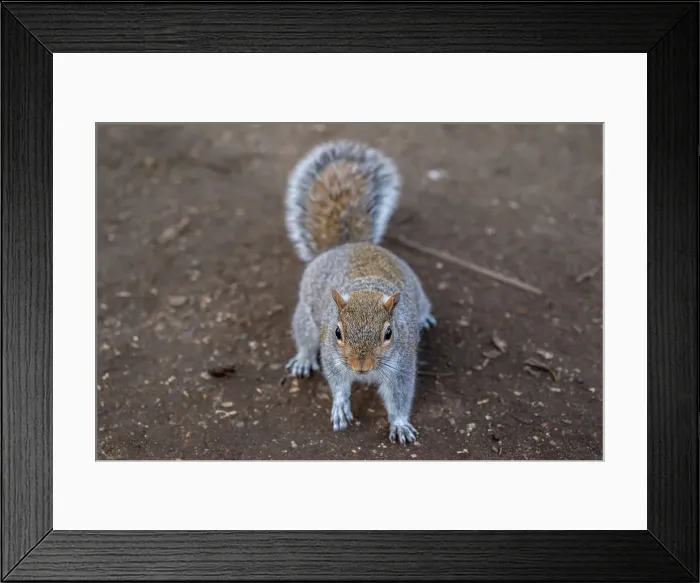 Framed Print : Curious grey squirrel on a dirt background, looking at the camera, United Kingdom, Europe Framed Print : Curious grey squirrel on a dirt background, looking at the camera, United Kingdom, Europe