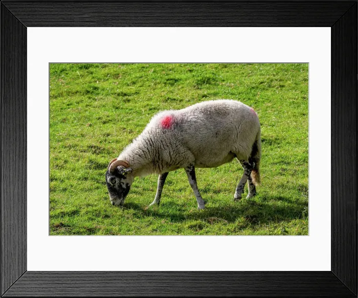 Framed Print : Sheep grazing on green pasture with a markings on back, North Yorkshire, England, United Kingdom, Europe Framed Print : Sheep grazing on green pasture with a markings on back, North Yorkshire, England, United Kingdom, Europe