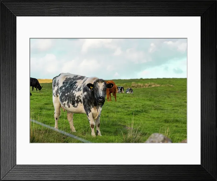 Framed Print : Black and white cow standing in a green field with other cows in the background under a cloudy sky, North Yorkshire, England, United Kingdom, Europe Framed Print : Black and white cow standing in a green field with other cows in the background under a cloudy sky, North Yorkshire, England, United Kingdom, Europe