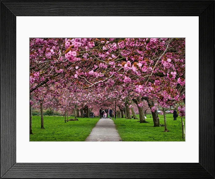 Framed Print : A scenic view of a pathway lined with blooming cherry blossom trees in a park, with people walking and enjoying the vibrant pink flowers Framed Print : A scenic view of a pathway lined with blooming cherry blossom trees in a park, with people walking and enjoying the vibrant pink flowers