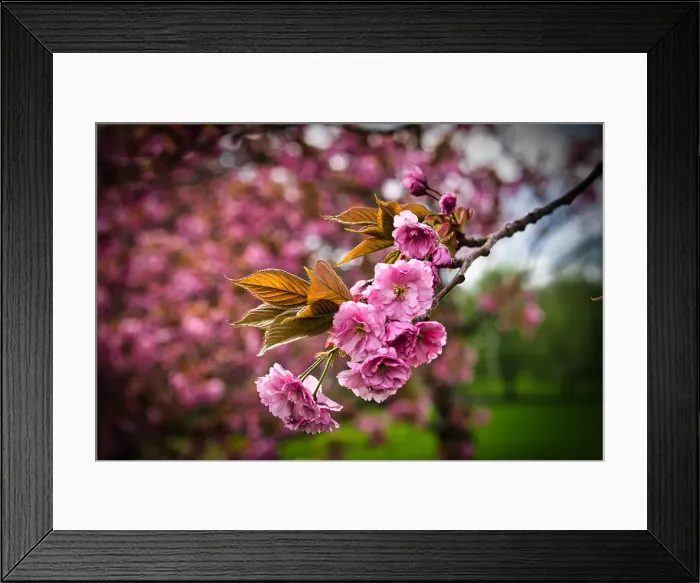 Framed Print : Close-up of pink cherry blossoms with fresh leaves against a blurred green background Framed Print : Close-up of pink cherry blossoms with fresh leaves against a blurred green background