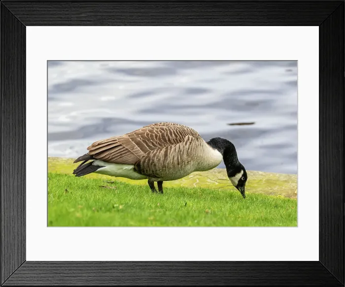 Framed Print : Canada goose foraging on grass by a lake, with clear water background, United Kingdom, Europe