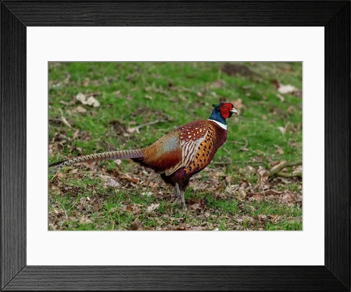Framed Print : Colorful male pheasant bird walking on grassy field with fallen leaves, United Kingdom, Europe
