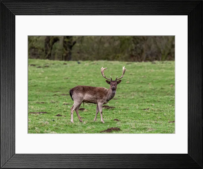 Framed Print : Fallow deer with antlers standing in a green field with trees in the background, United Kingdom, Europe Framed Print : Fallow deer with antlers standing in a green field with trees in the background, United Kingdom, Europe