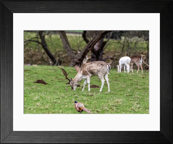 Framed Print : A lone deer with antlers grazing on a lush green field, United Kingdom, Europe Framed Print : A lone deer with antlers grazing on a lush green field, United Kingdom, Europe