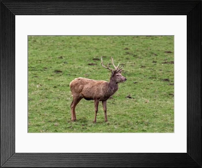 Framed Print : Photo of a lone deer in the park looking to the side, United Kingdom, Europe Framed Print : Photo of a lone deer in the park looking to the side, United Kingdom, Europe