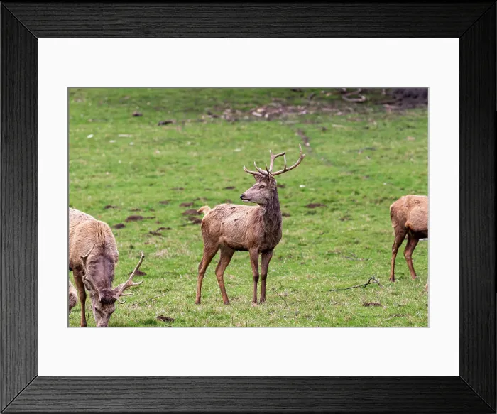 Framed Print : Deer on the grass in a park, United Kingdom, Europe Framed Print : Deer on the grass in a park, United Kingdom, Europe