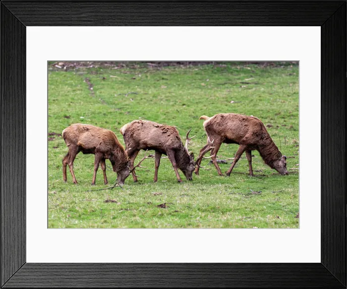 Framed Print : Photo of the deer in the park, United Kingdom, Europe Framed Print : Photo of the deer in the park, United Kingdom, Europe