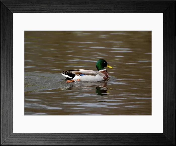 Framed Print : A duck on a lake in a park, United Kingdom, Europe Framed Print : A duck on a lake in a park, United Kingdom, Europe