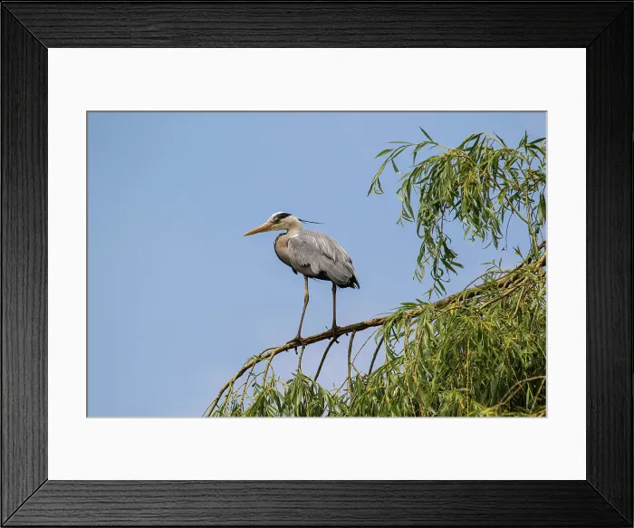 Framed Print : Grey heron perched on a tree branch against a clear blue sky, United Kingdom, Europe Framed Print : Grey heron perched on a tree branch against a clear blue sky, United Kingdom, Europe