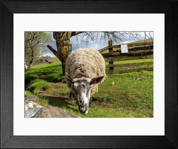 Framed Print : Sheep grazing in a lush green pasture with trees and a wooden fence in the background, showcasing rural farm life, North Yorkshire, England, United Kingdom, Europe Framed Print : Sheep grazing in a lush green pasture with trees and a wooden fence in the background, showcasing rural farm life, North Yorkshire, England, United Kingdom, Europe