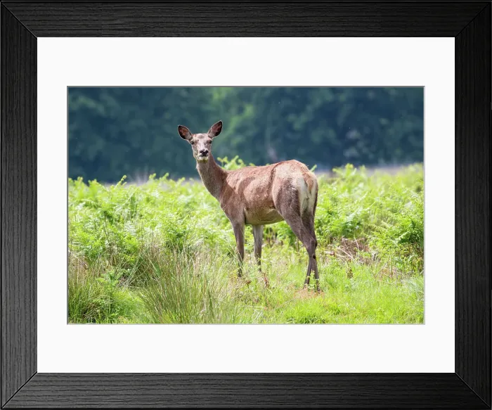Framed Print : Photo of the deer in the park looking at the camera, United Kingdom, Europe Framed Print : Photo of the deer in the park looking at the camera, United Kingdom, Europe