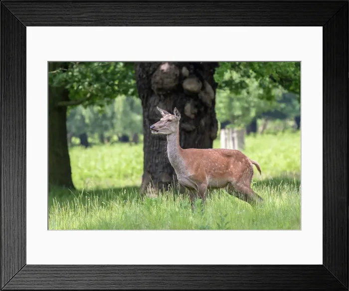 Framed Print : Photo of the deer in the park, United Kingdom, Europe Framed Print : Photo of the deer in the park, United Kingdom, Europe
