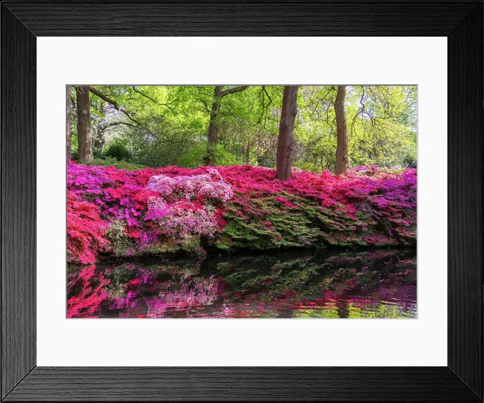 Framed Print : Vibrant azalea flowers blooming by a tranquil pond in a lush garden setting, United Kingdom, Europe Framed Print : Vibrant azalea flowers blooming by a tranquil pond in a lush garden setting, United Kingdom, Europe