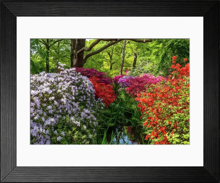 Framed Print : Vibrant garden with lush azaleas in full bloom, showcasing a spectrum of pink, red, and white flowers amidst green foliage, United Kingdom, Europe