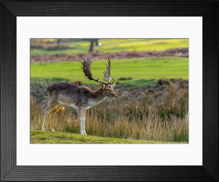 Framed Print : Majestic stag with large antlers standing in a sunlit field, showcasing wildlife in a natural habitat, United Kingdom, Europe Framed Print : Majestic stag with large antlers standing in a sunlit field, showcasing wildlife in a natural habitat, United Kingdom, Europe