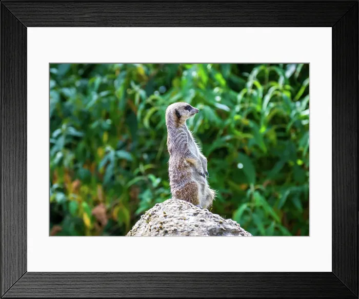 Framed Print : Alert meerkat standing on a rock with green foliage in the background at London Zoo, London, England, United Kingdom, Europe Framed Print : Alert meerkat standing on a rock with green foliage in the background at London Zoo, London, England, United Kingdom, Europe