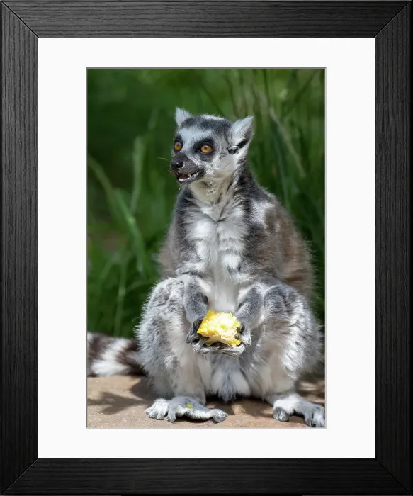 Framed Print : Ring-tailed lemur sitting and eating fruit outdoors at London Zoo, London, England, United Kingdom, Europe Framed Print : Ring-tailed lemur sitting and eating fruit outdoors at London Zoo, London, England, United Kingdom, Europe