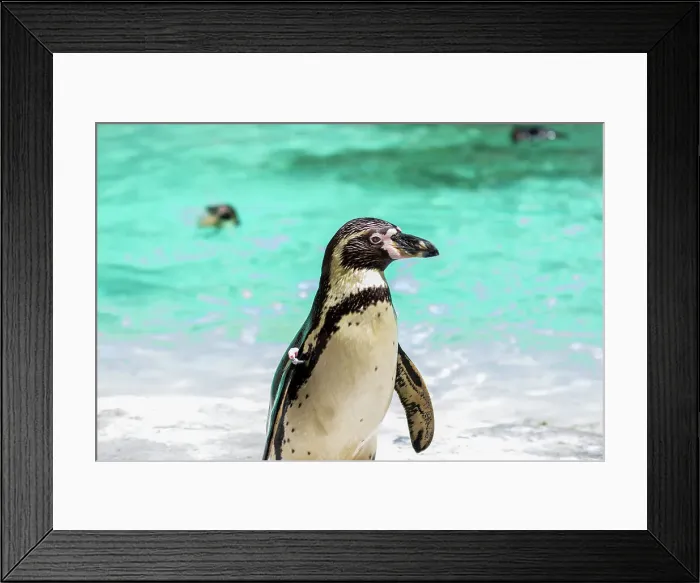 Framed Print : Penguin on a beach with clear blue water and swimmers in the background at London Zoo, London, England, United Kingdom, Europe Framed Print : Penguin on a beach with clear blue water and swimmers in the background at London Zoo, London, England, United Kingdom, Europe