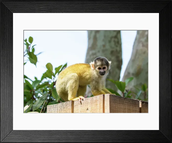 Framed Print : Squirrel monkey on a wooden ledge in a natural setting, looking curious at London Zoo, London, England, United Kingdom, Europe Framed Print : Squirrel monkey on a wooden ledge in a natural setting, looking curious at London Zoo, London, England, United Kingdom, Europe