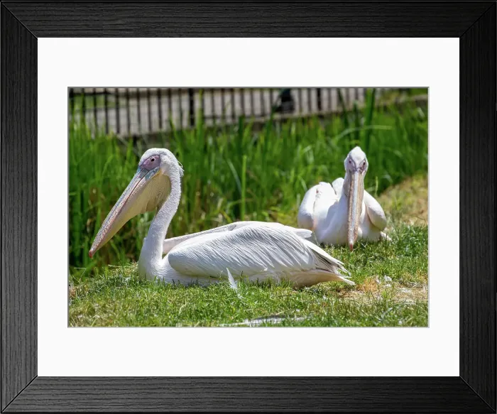 Framed Print : Two white pelicans resting on green grass with a fence in the background at London Zoo, London, England, United Kingdom, Europe Framed Print : Two white pelicans resting on green grass with a fence in the background at London Zoo, London, England, United Kingdom, Europe