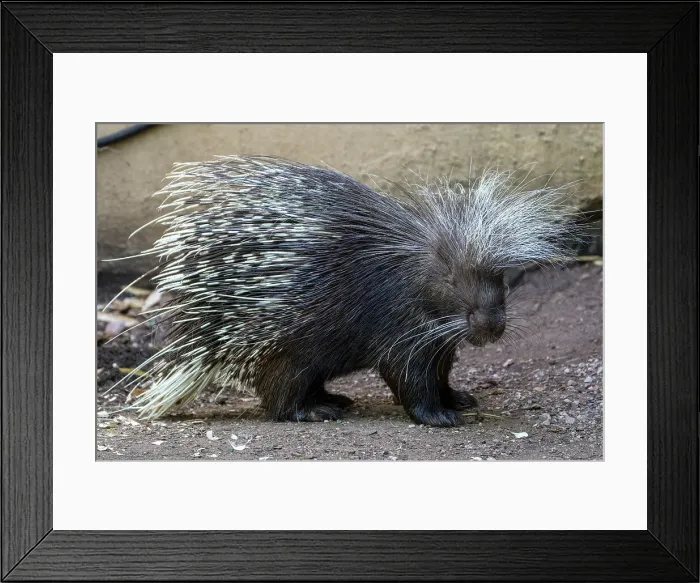 Framed Print : Photo of a porcupine at London Zoo, London, England, United Kingdom, Europe Framed Print : Photo of a porcupine at London Zoo, London, England, United Kingdom, Europe