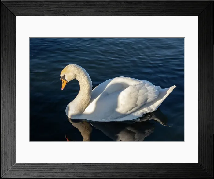 Framed Print : Elegant white swan gliding on serene blue water with a clear reflection and soft lighting, United Kingdom, Europe Framed Print : Elegant white swan gliding on serene blue water with a clear reflection and soft lighting, United Kingdom, Europe