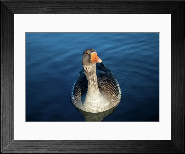 Framed Print : Close-up of a serene goose floating on calm blue water with a clear view of its detailed plumage and bright orange beak, United Kingdom, Europe Framed Print : Close-up of a serene goose floating on calm blue water with a clear view of its detailed plumage and bright orange beak, United Kingdom, Europe