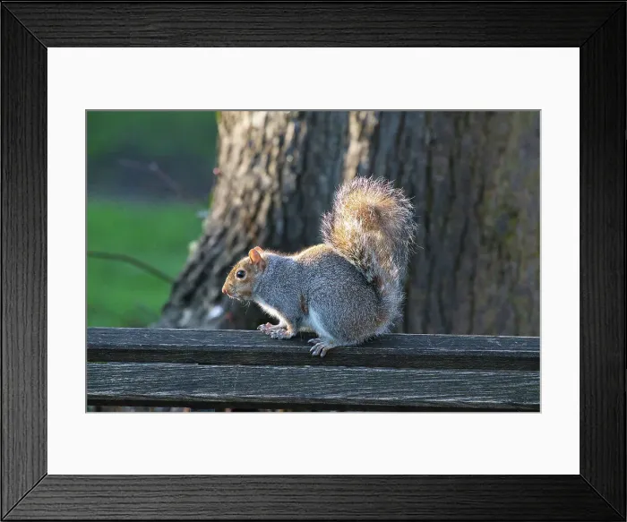 Framed Print : Photo of a grey squirrel in a park, London, England, United Kingdom, Europe Framed Print : Photo of a grey squirrel in a park, London, England, United Kingdom, Europe