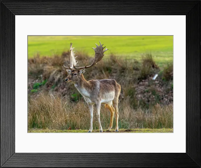 Framed Print : Majestic fallow deer with large antlers standing in a grassy field, wildlife in natural habitat, Surrey, England, United Kingdom, Europe Framed Print : Majestic fallow deer with large antlers standing in a grassy field, wildlife in natural habitat, Surrey, England, United Kingdom, Europe