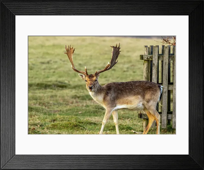 Framed Print : Fallow deer with impressive antlers standing by a wooden fence in a grassy field, United Kingdom, Europe Framed Print : Fallow deer with impressive antlers standing by a wooden fence in a grassy field, United Kingdom, Europe