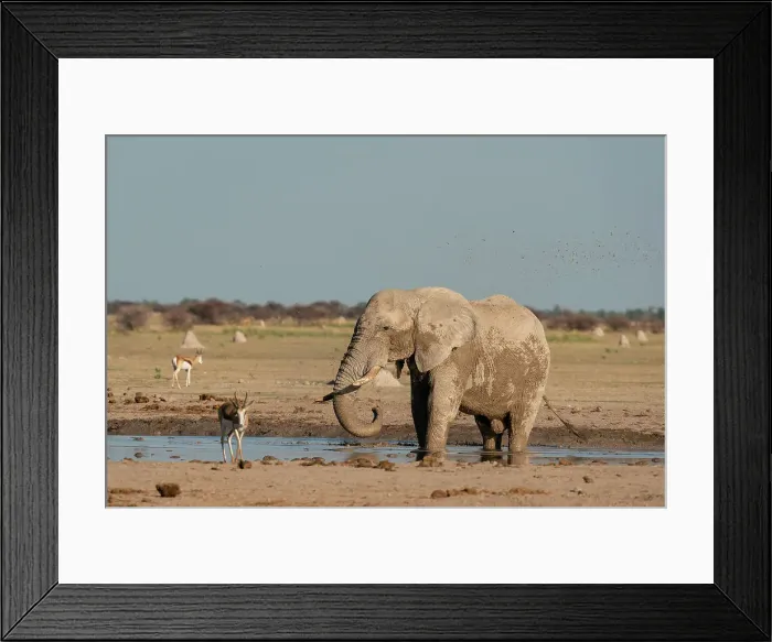 Framed Print : African elephant (Loxodonta africana) and springboks (Antidorcas marsupialis) at waterhole, Nxai Pan National Park, Botswana, Africa Framed Print : African elephant (Loxodonta africana) and springboks (Antidorcas marsupialis) at waterhole, Nxai Pan National Park, Botswana, Africa