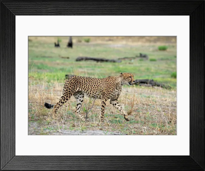 Framed Print : Cheetah (Acynonix jubatus) walking, Savuti, Chobe National Park, Botswana, Africa Framed Print : Cheetah (Acynonix jubatus) walking, Savuti, Chobe National Park, Botswana, Africa