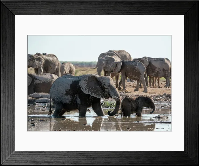 Framed Print : African elephants (Loxodonta africana) at waterhole, Nxai Pan National Park, Botswana, Africa Framed Print : African elephants (Loxodonta africana) at waterhole, Nxai Pan National Park, Botswana, Africa