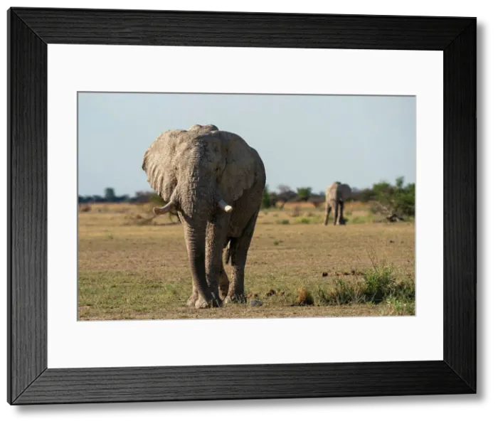 Framed Print : African elephants (Loxodonta africana), Nxai Pan National Park, Botswana, Africa Framed Print : African elephants (Loxodonta africana), Nxai Pan National Park, Botswana, Africa