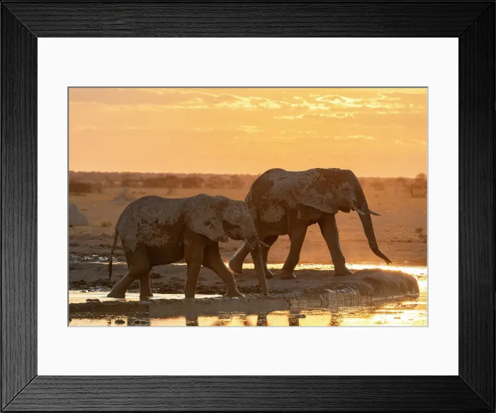 Framed Print : African elephants (Loxodonta africana) at sunset, Nxai Pan National Park, Botswana, Africa Framed Print : African elephants (Loxodonta africana) at sunset, Nxai Pan National Park, Botswana, Africa