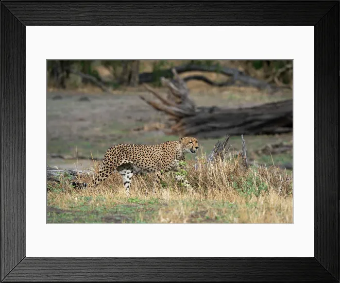 Framed Print : Cheetah (Acynonix jubatus) walking, Savuti, Chobe National Park, Botswana, Africa Framed Print : Cheetah (Acynonix jubatus) walking, Savuti, Chobe National Park, Botswana, Africa