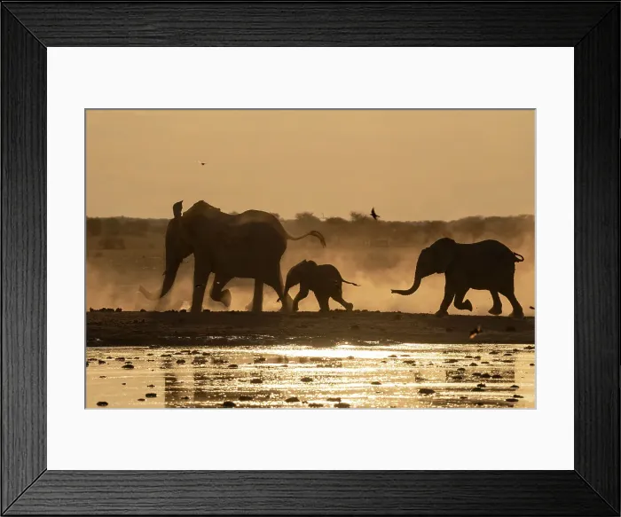 Framed Print : African elephants (Loxodonta africana) at sunset, Nxai Pan National Park, Botswana, Africa Framed Print : African elephants (Loxodonta africana) at sunset, Nxai Pan National Park, Botswana, Africa