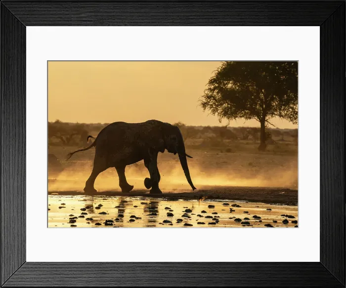 Framed Print : African elephant (Loxodonta africana) at sunset, Nxai Pan National Park, Botswana, Africa Framed Print : African elephant (Loxodonta africana) at sunset, Nxai Pan National Park, Botswana, Africa