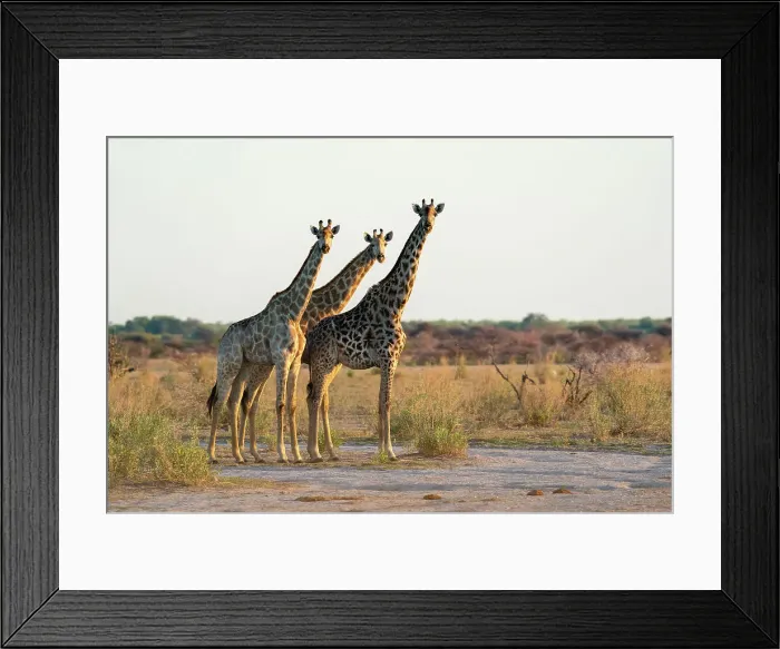 Framed Print : Giraffes (Giraffa camelopardalis), Nxai Pan National Park, Botswana, Africa Framed Print : Giraffes (Giraffa camelopardalis), Nxai Pan National Park, Botswana, Africa